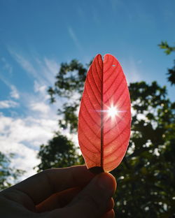 Sun streaming through autumn leaf held by cropped hand against blue sky