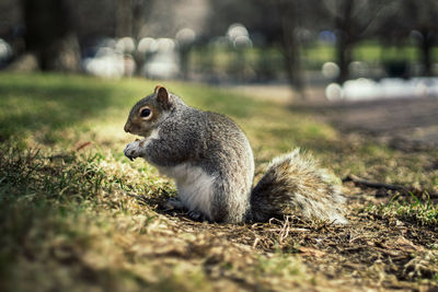 Close-up of squirrel on field