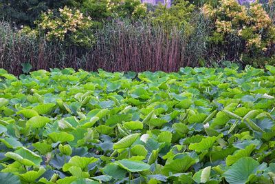 Plants growing on field