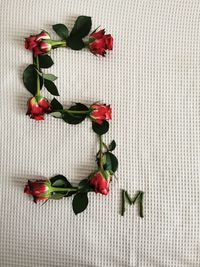 Directly above shot of red roses against white background