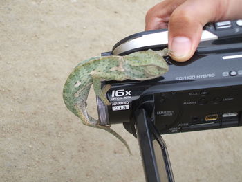 Cropped image of hand holding digital camera with lizard