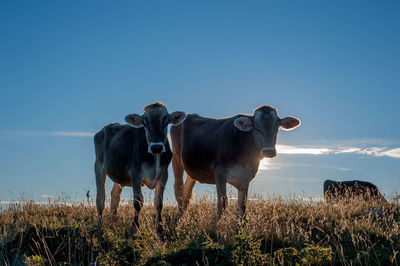 Cows grazing on the mountain pasture at sunset