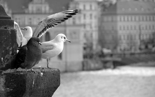 Close-up of seagull perching on retaining wall