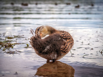 Duck on a lake