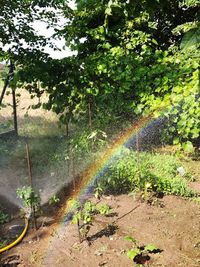 Rainbow over wet road amidst trees