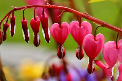 Close-up of red flowers