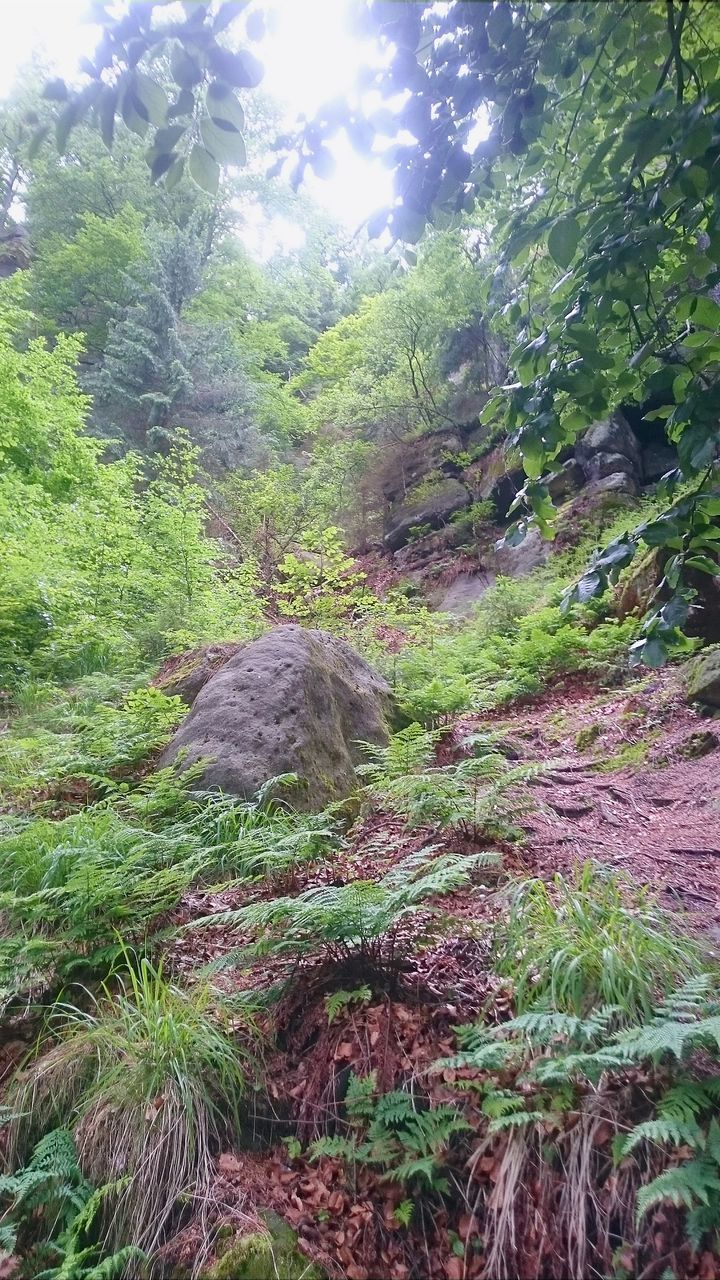 PLANTS GROWING ON ROCK IN FOREST