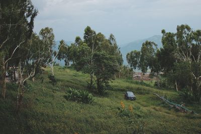 Trees on field against sky