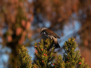 Bird perching on a tree