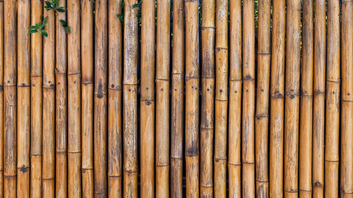 Old brown bamboo wall with green tree leaf for textured nature abstract background. 