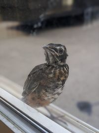 Close-up of bird perching on railing