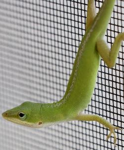 Close-up of lizard on leaf