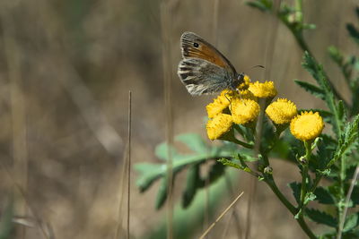 animal wildlife
