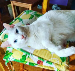 Close-up portrait of cat relaxing on sofa