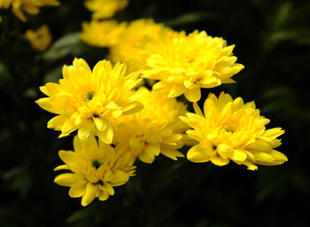 Close-up of yellow flower