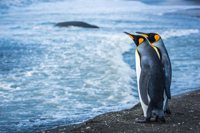 Two king penguins at waterline with seal