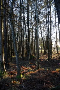 Trees in forest