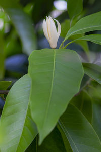 Close-up of green leaves on plant