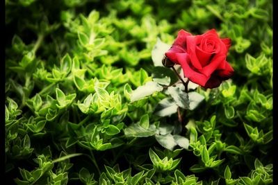 Close-up of red rose