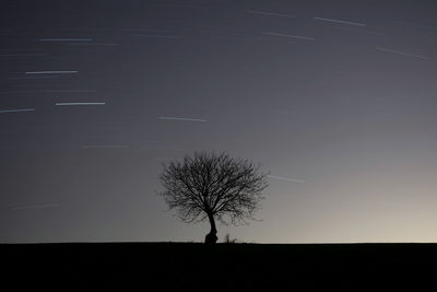 Tree under the stars trails. night view of a walnut tree with star trail.