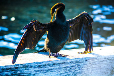 Close-up of cormorant perching against lake