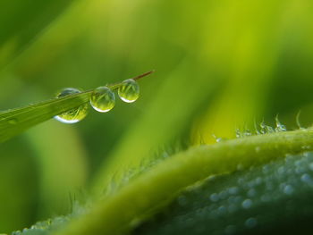 Close-up of wet grass