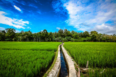 Panoramic shot of agricultural field against sky