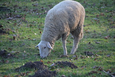 Sheep grazing on field