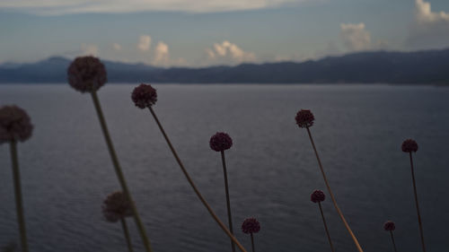 Close-up of flowering plants by lake against sky