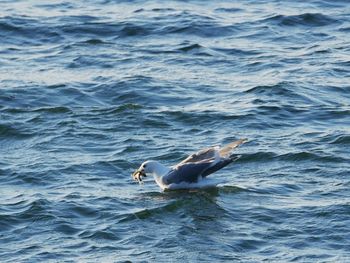 Seagull on sea