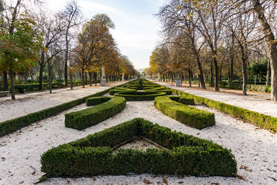 Hedges and trees growing at garden