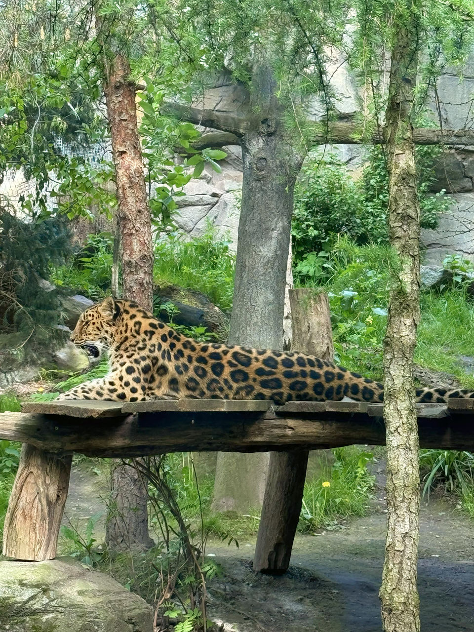 animal, animal themes, tree, animal wildlife, big cat, feline, mammal, wildlife, plant, cat, one animal, jungle, leopard, nature, relaxation, carnivora, no people, zoo, safari, tree trunk, trunk, day, felidae, forest, outdoors, pet, beauty in nature, branch, resting, domestic animals, land, animal markings, spotted, wood