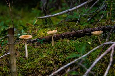 Close-up of fresh plants in forest