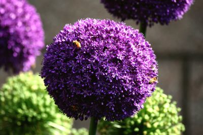 Close-up of pink flowers