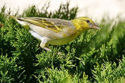 Close-up of bird perching on grass