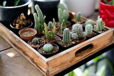 High angle view of potted plants on table