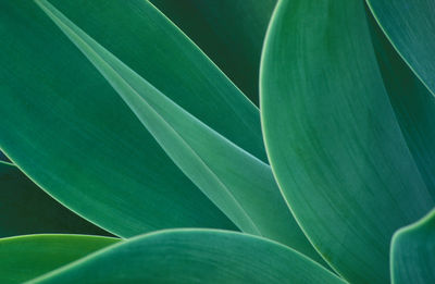 Close-up of green leaves