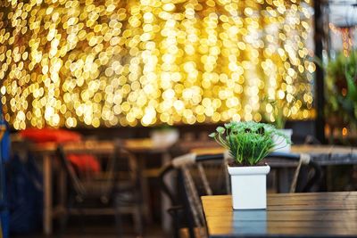 Close-up of potted plant on table in cafe