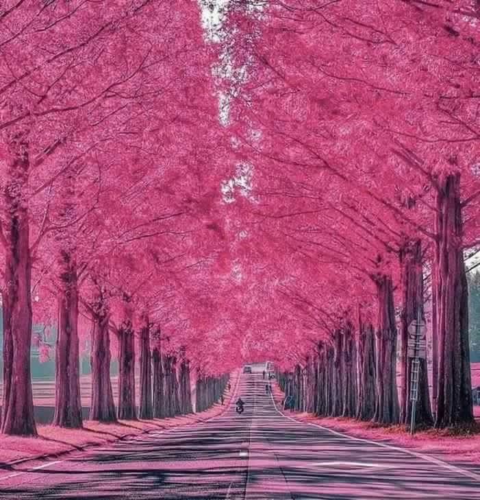 tree, in a row, the way forward, treelined, diminishing perspective, pink color, beauty in nature, tree trunk, springtime, growth, nature, tranquil scene, tranquility, scenics, footpath, vanishing point, day, narrow, woodland, conformity, straight, long, empty road