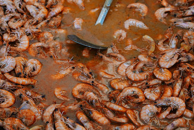 High angle view of fish and shrimps