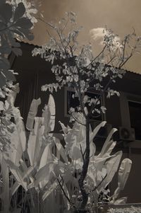 Close-up of flower tree against sky
