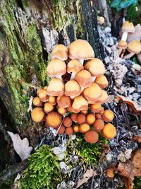 High angle view of mushrooms growing on tree trunk