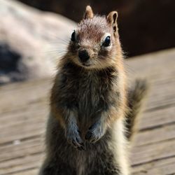 Close-up portrait of an animal