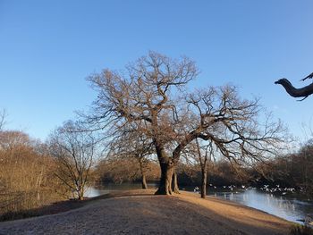 Road amidst bare trees on field against clear sky