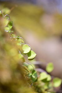 Close-up of fresh green plant