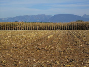 Scenic view of agricultural field against sky