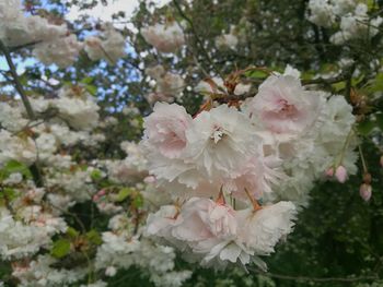 Close-up of white flowers