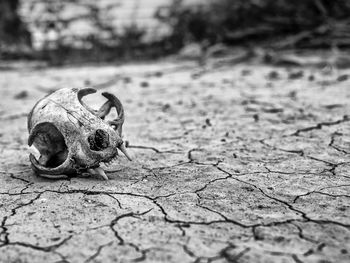 Close-up of animal skull