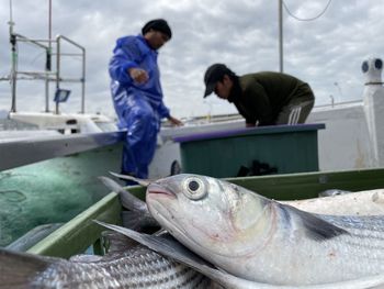 Close-up of fish with men in background on fishing boat