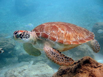 Turtle swimming in sea